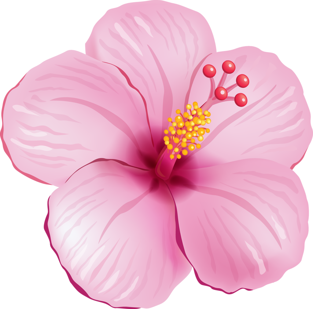 Pink_ Hibiscus_ Bloom_ Illustration