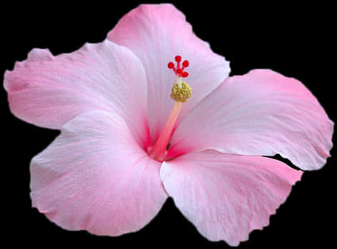 Pink Hibiscus Flower Black Background