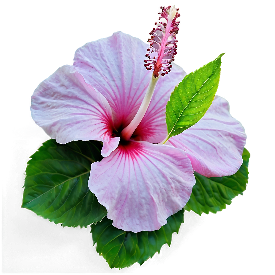 Pink Hibiscus Png 05242024