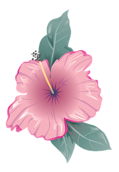 Pink Hibiscus Vector Illustration