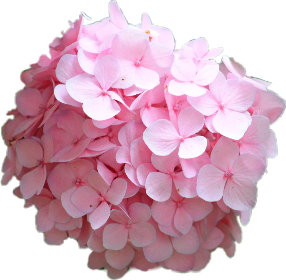 Pink Hydrangea Bloom Transparent Background