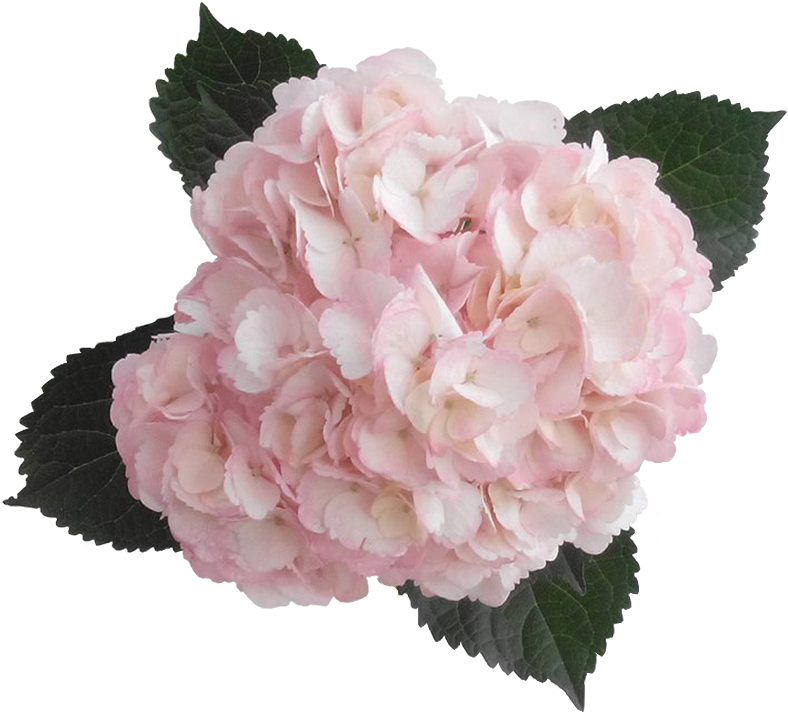 Pink Hydrangea Bloom Transparent Background