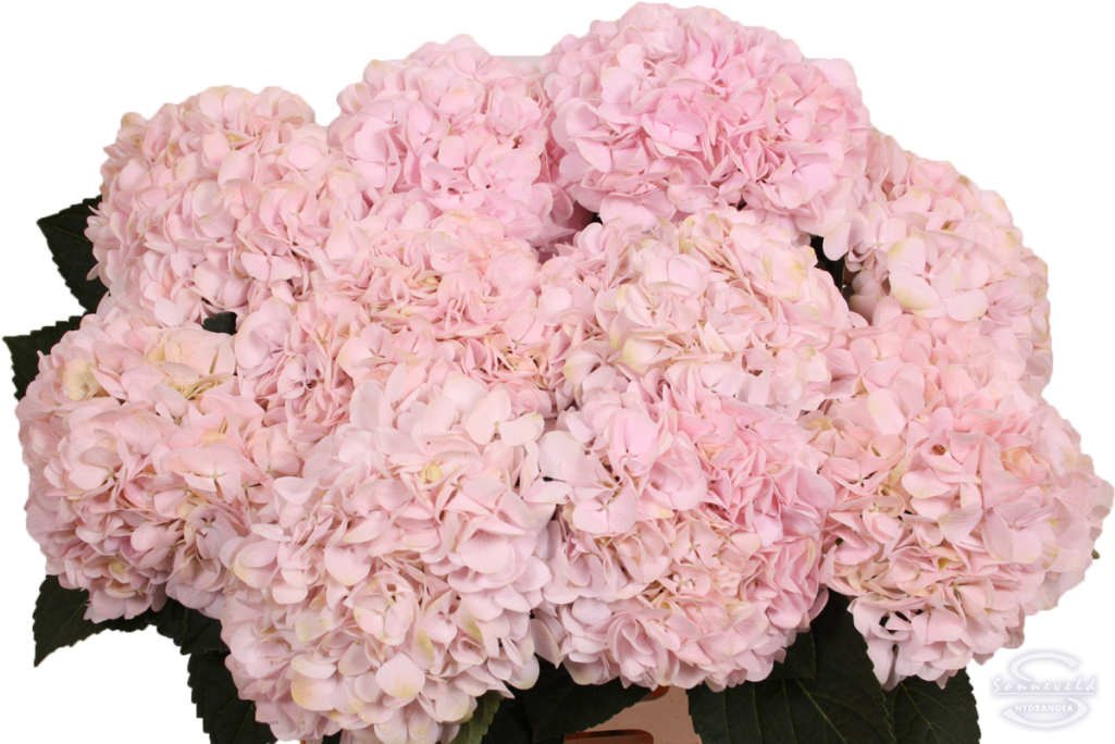 Pink Hydrangea Blooms Floral Display