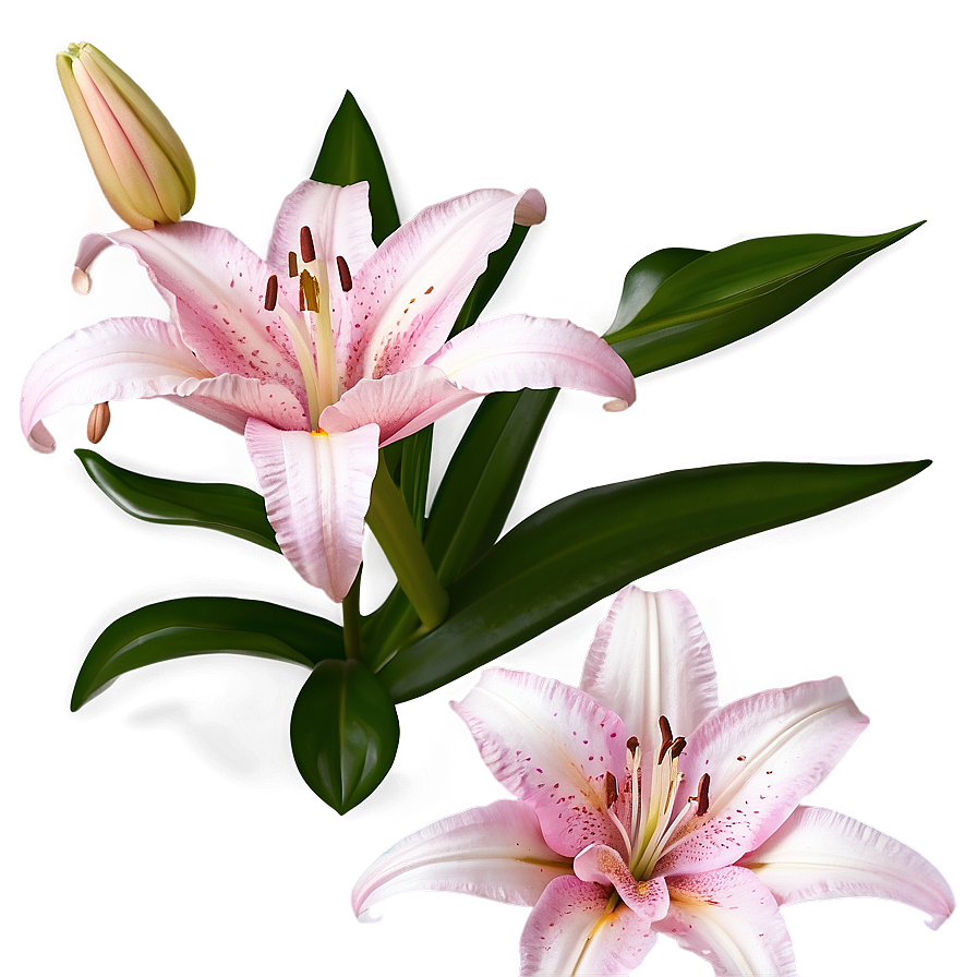 Pink Lily Flowers Png 83