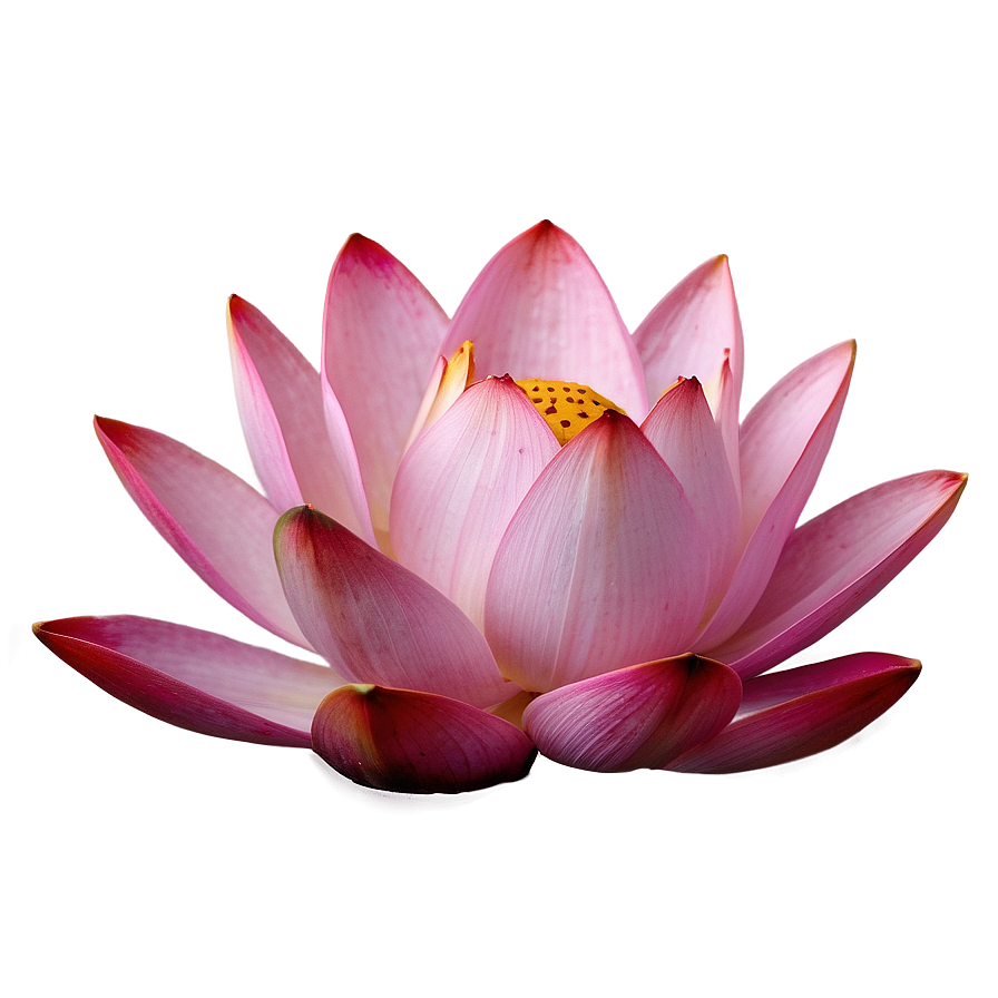 Pink Lotus Blossom Png 61