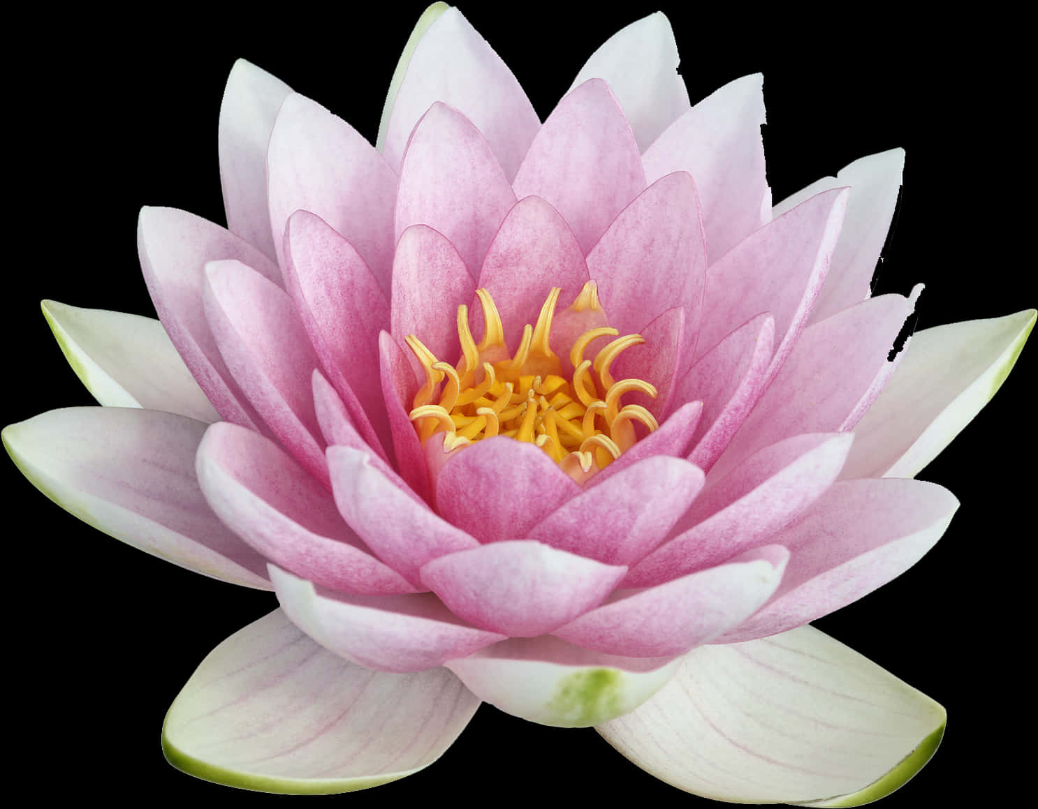 Pink Lotus Flower Closeup