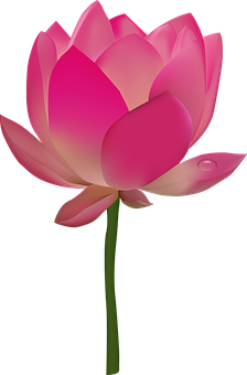 Pink Lotus Flower Illustration