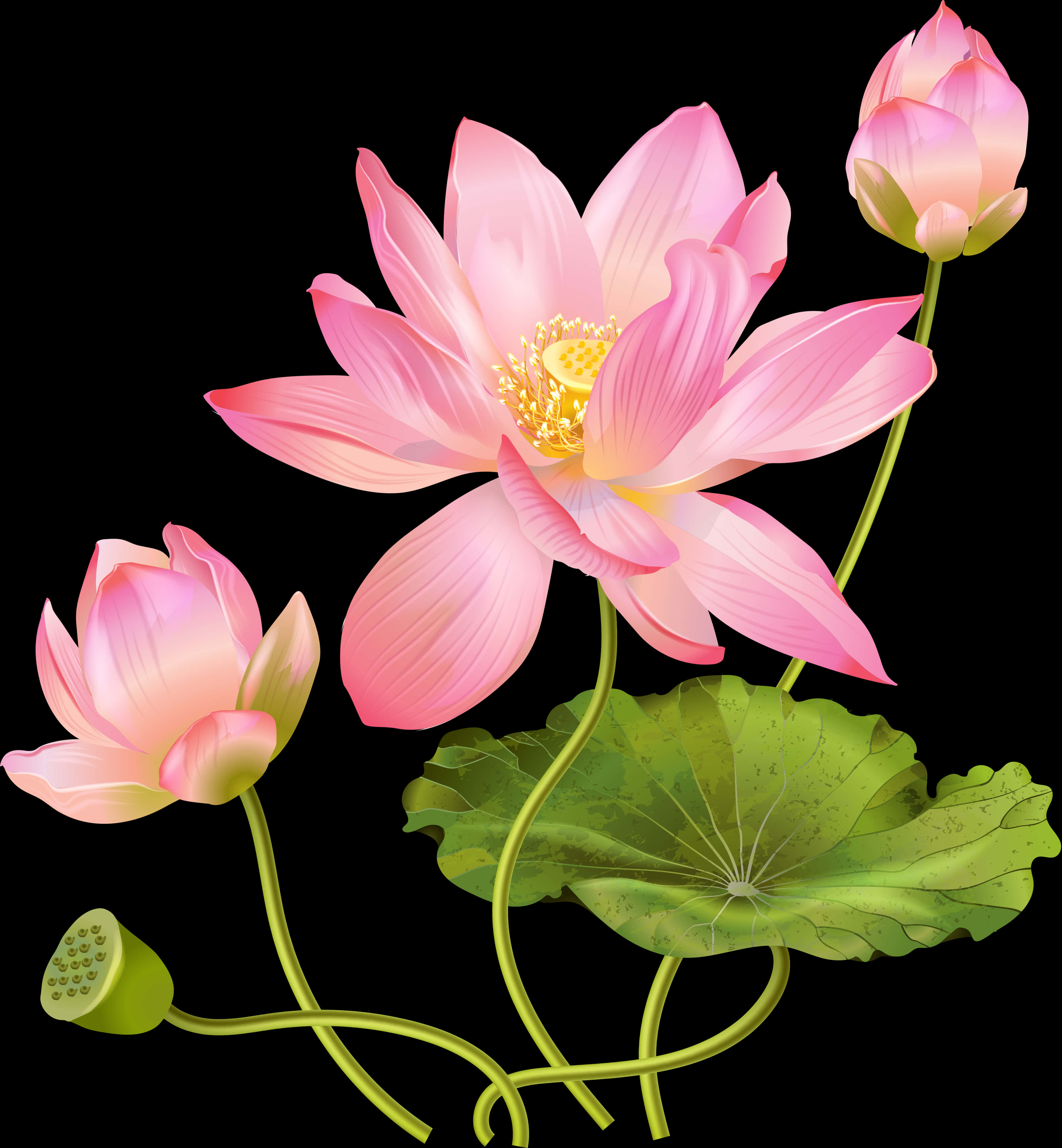 Pink Lotus Flower Illustration