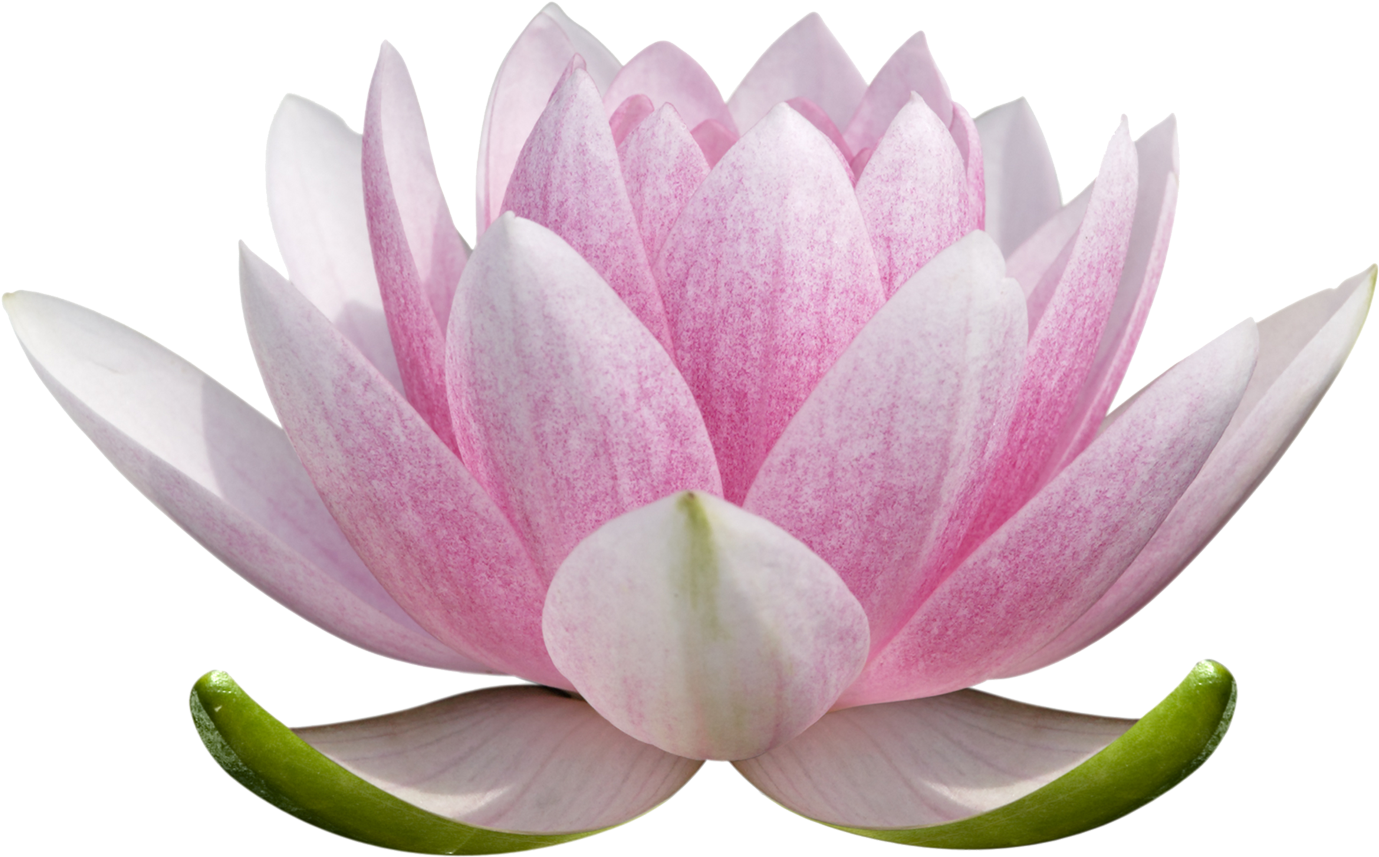 Pink Lotus Flower Transparent Background