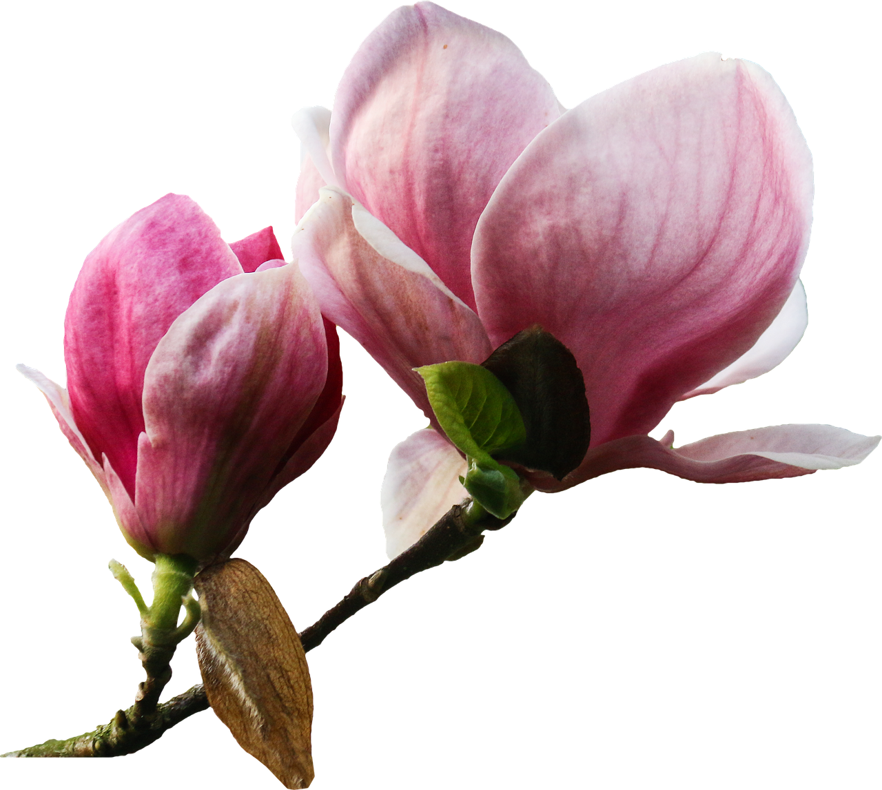 Pink_ Magnolia_ Blossoms_ Black_ Background