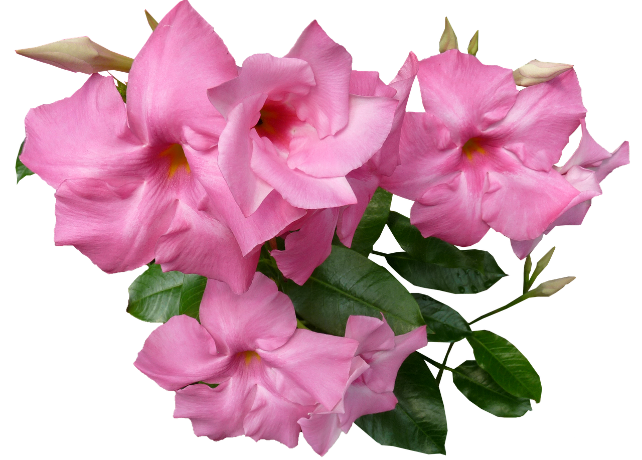 Pink Mandevilla Blooms