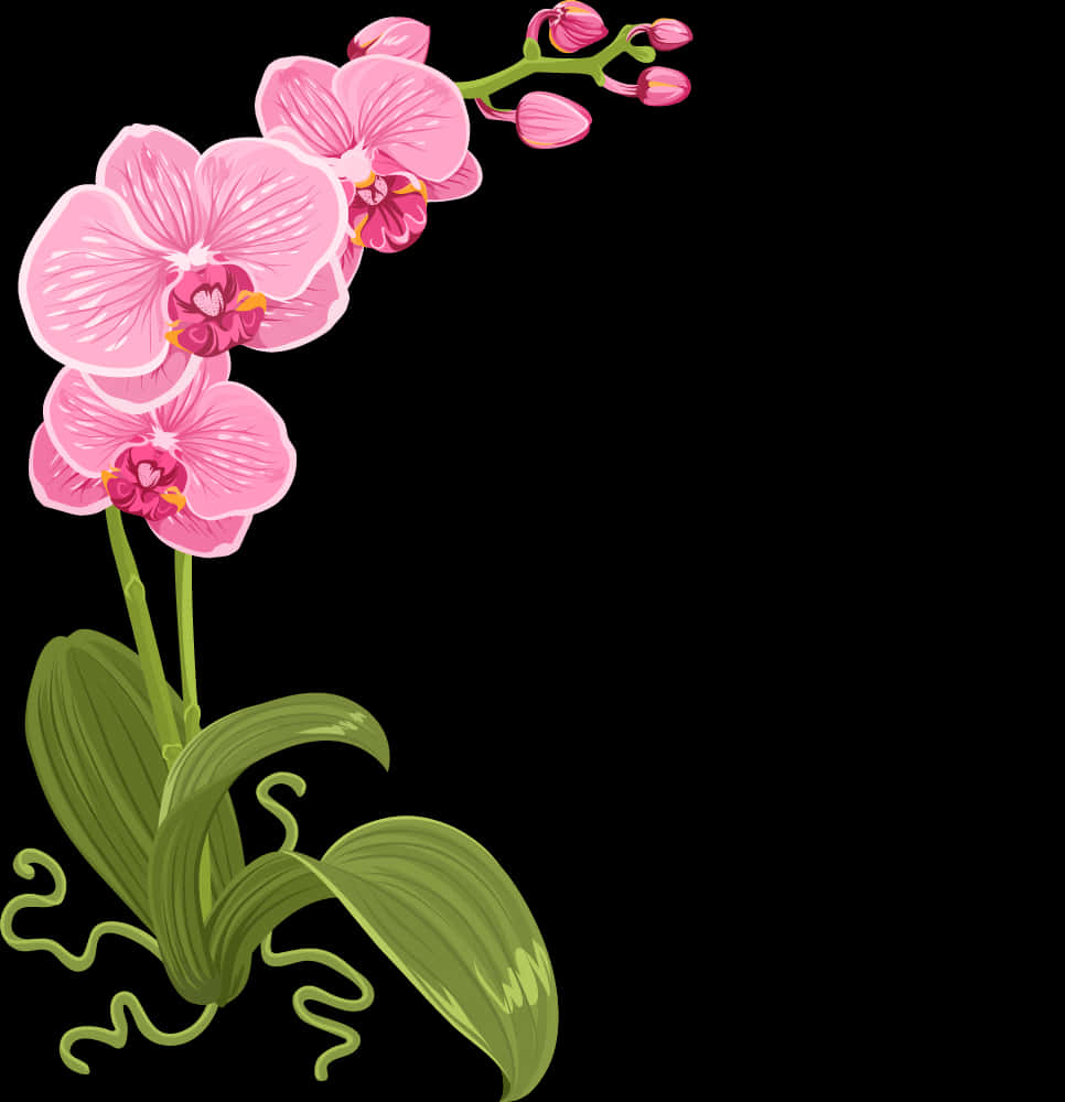 Pink Orchid Illustration