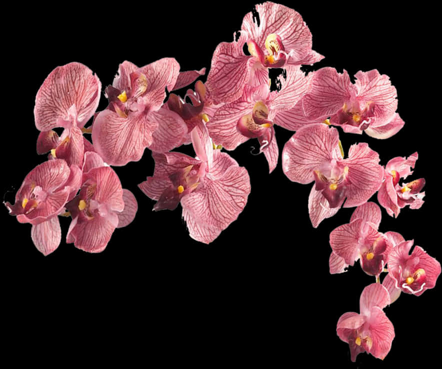 Pink Orchids Black Background