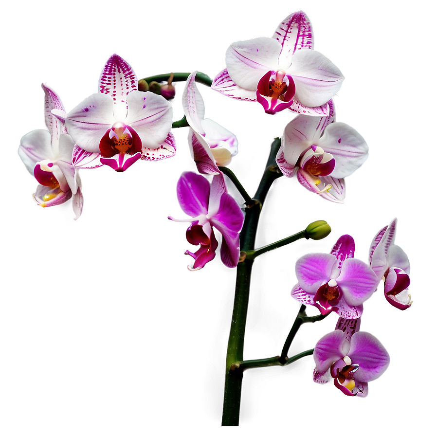 Pink Orchids Png 05242024