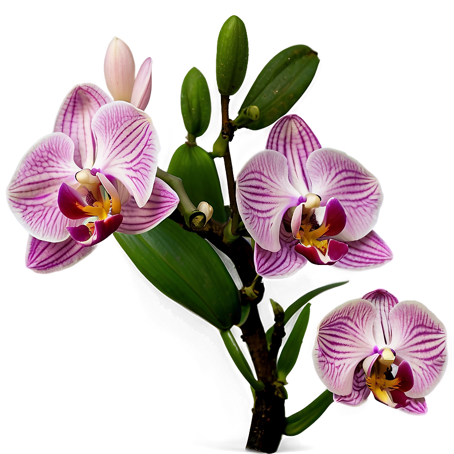 Pink Orchids Png 51