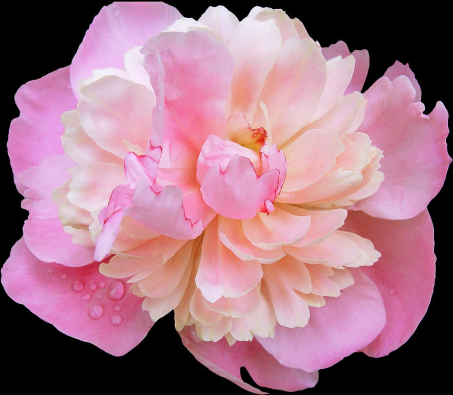 Pink Peony Dewdrops Floral Photography