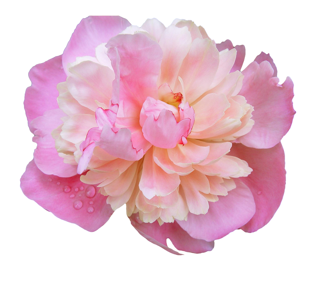 Pink Peony Flower Transparent Background