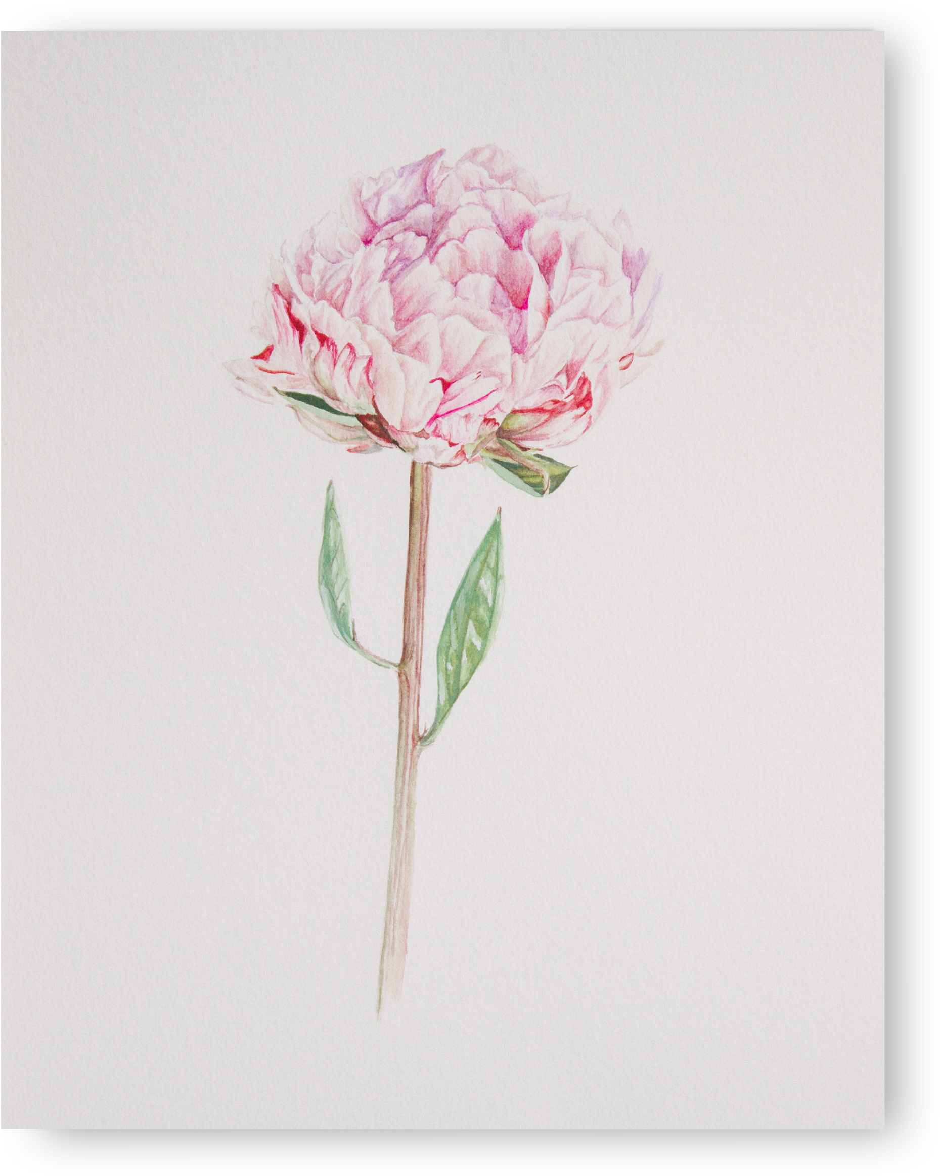 Pink Peony Illustration