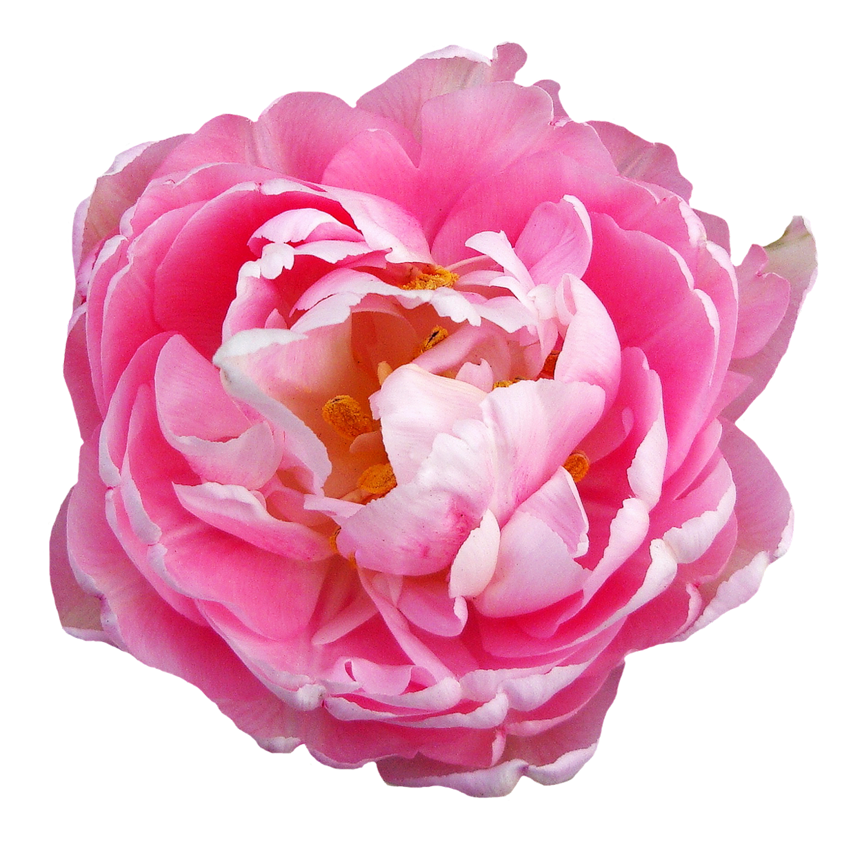 Pink Peony Transparent Background