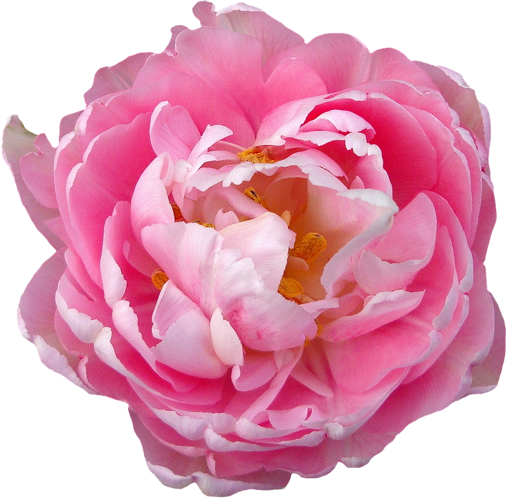 Pink Peony Transparent Background