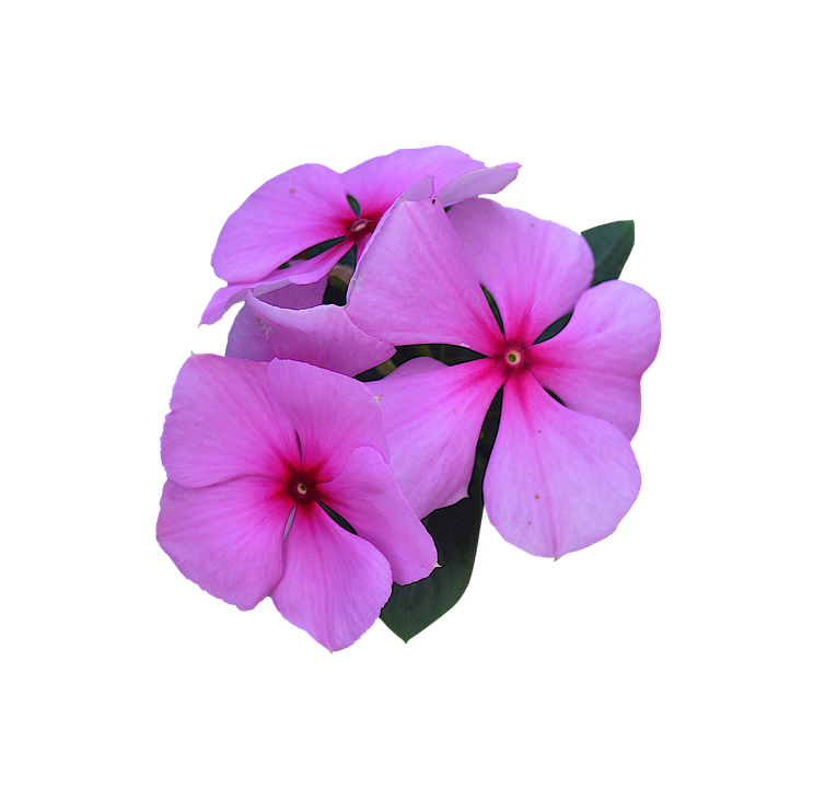 Pink Periwinkle Flowers