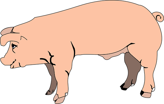 Pink Pig Cartoon Illustration