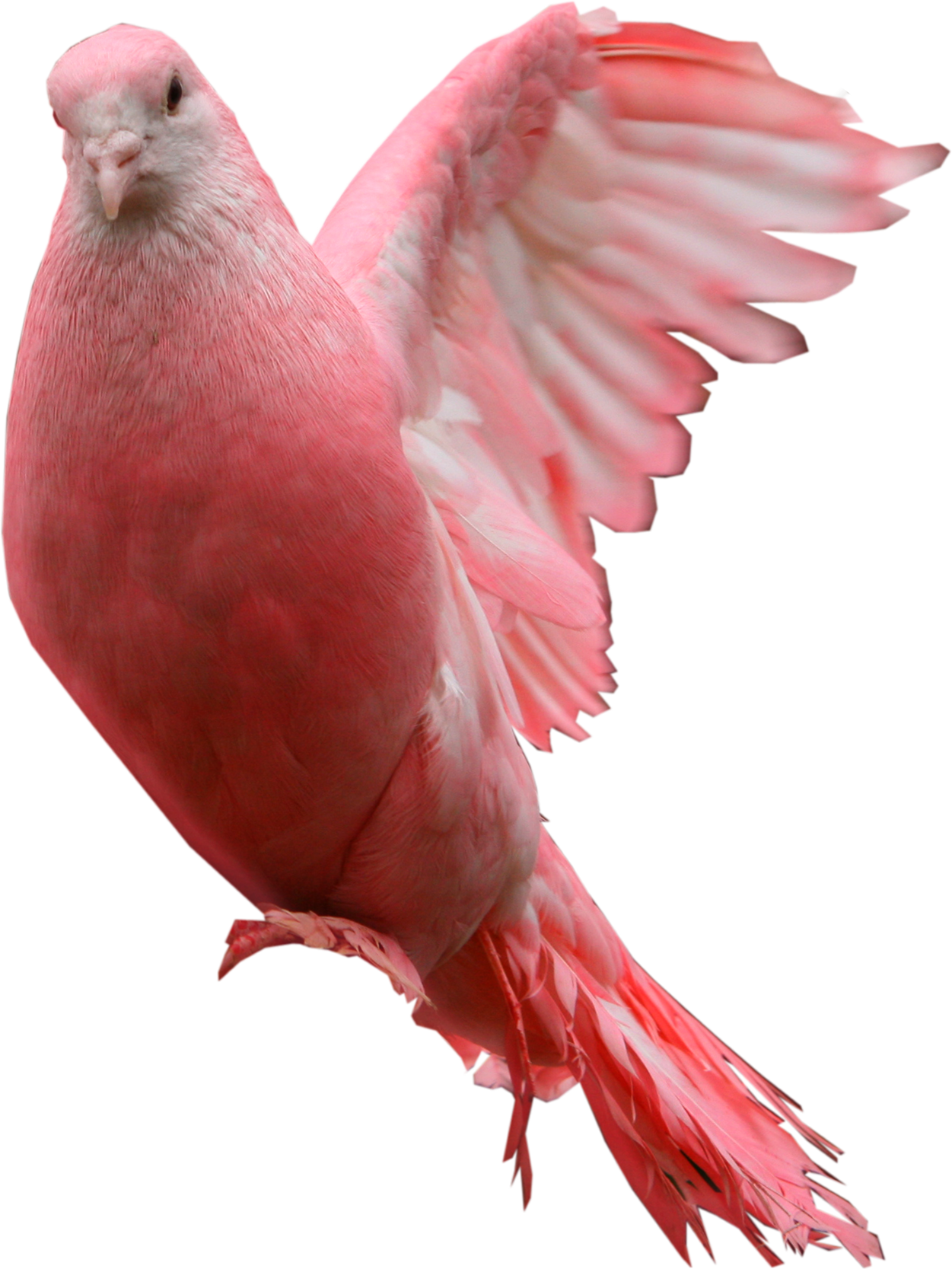 Pink Pigeon In Flight.png