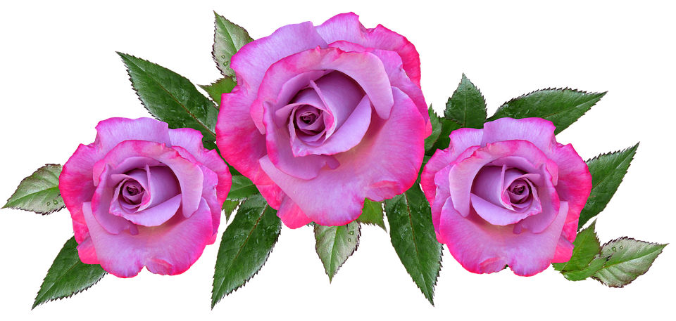 Pink Purple Roses Transparent Background