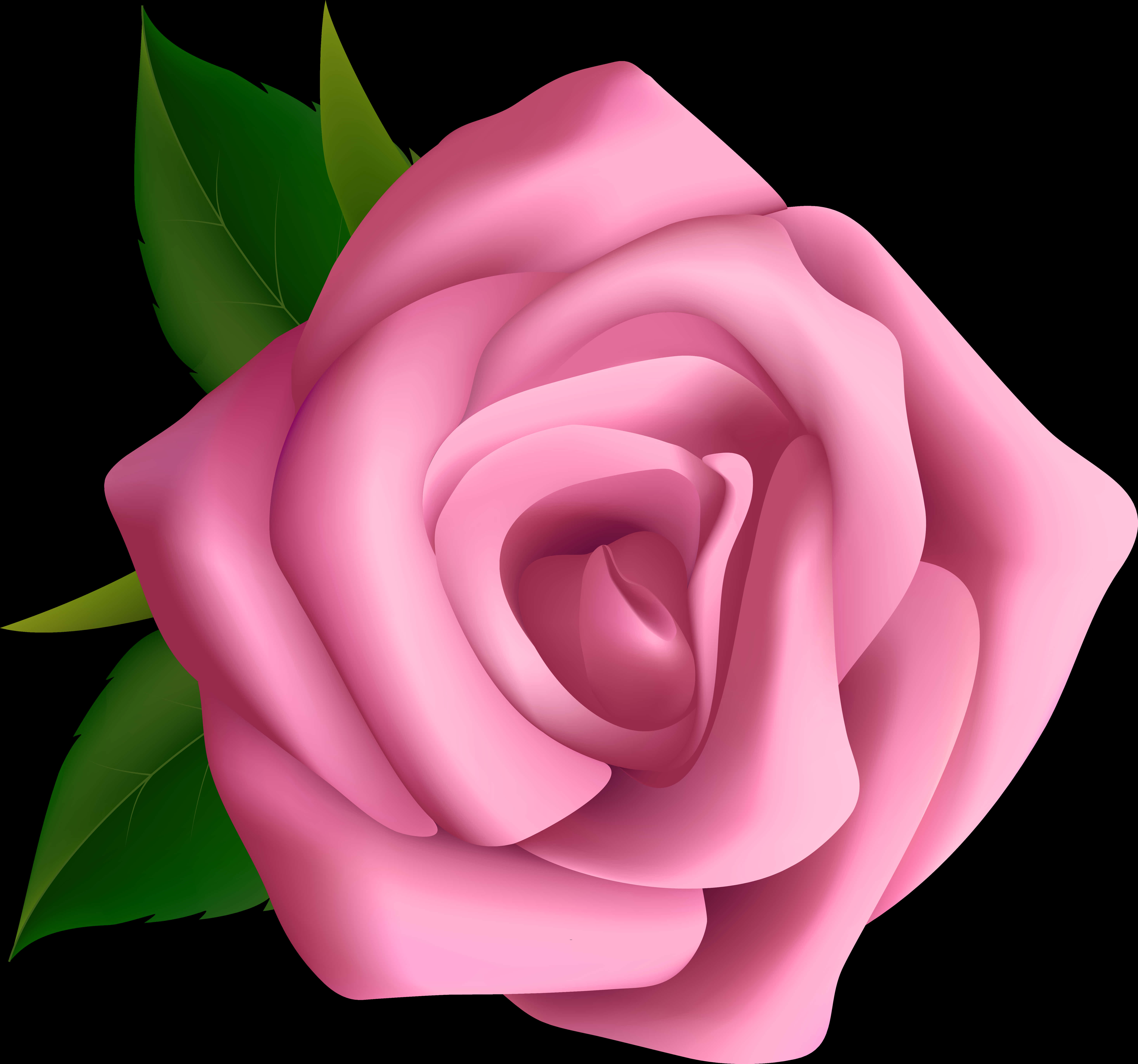 Pink Rose Black Background