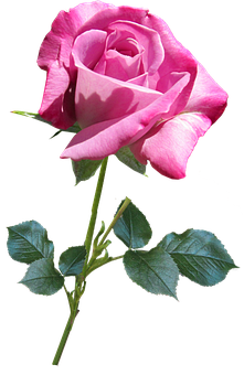 Pink Rose Black Background