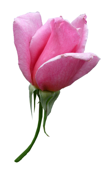 Pink Rose Bud Isolated Background