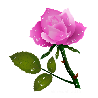 Pink Rose Dewdrops Vector