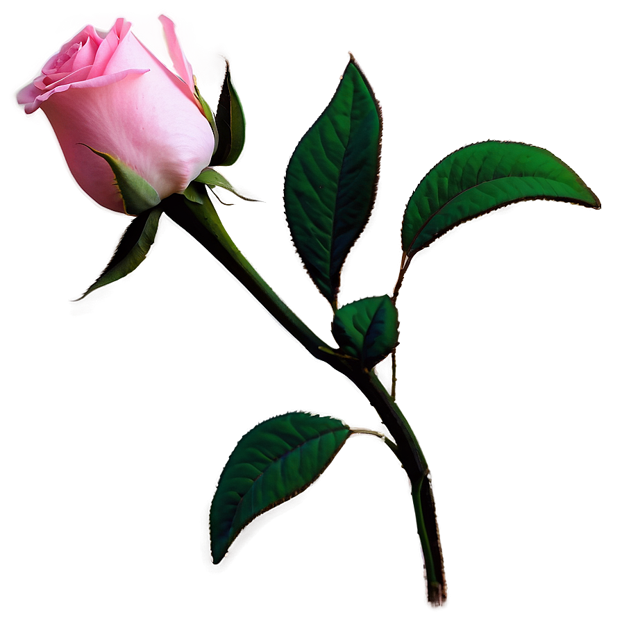 Pink Rose Gift Png 16