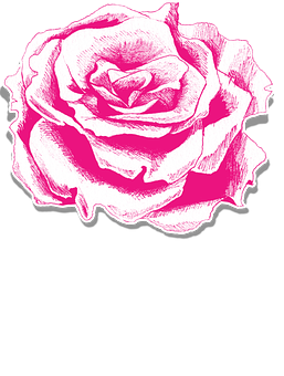 Pink Rose Illustration