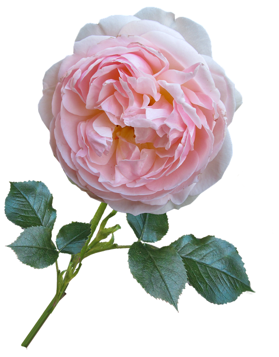 Pink Rose Isolatedon Gray Background.png