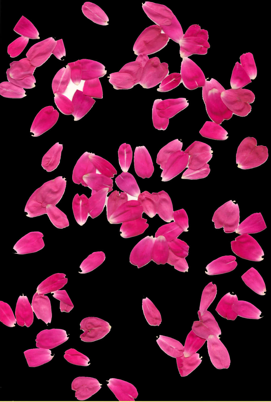 Pink Rose Petals Falling Black Background