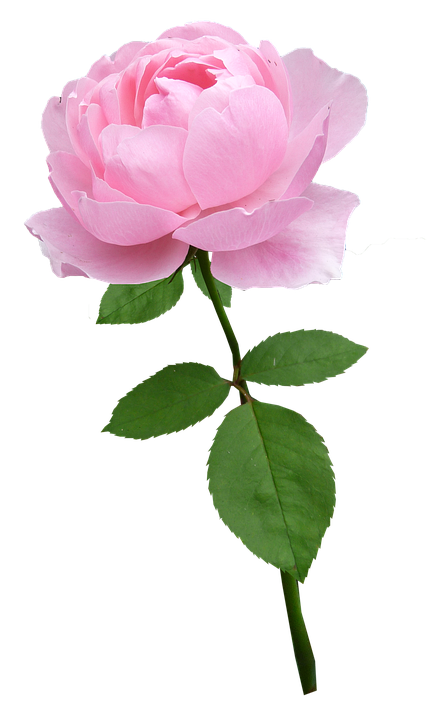 Pink Rose Single Stem