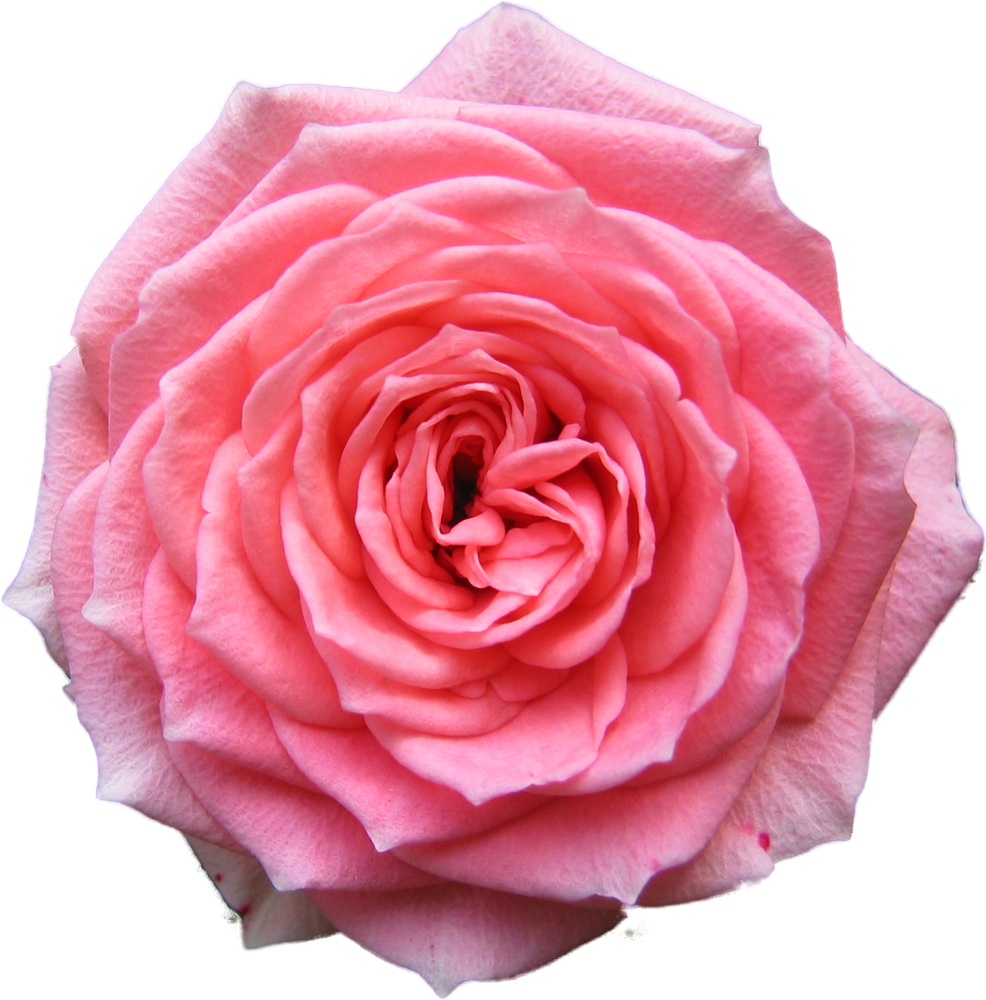 Pink Rose Transparent Background