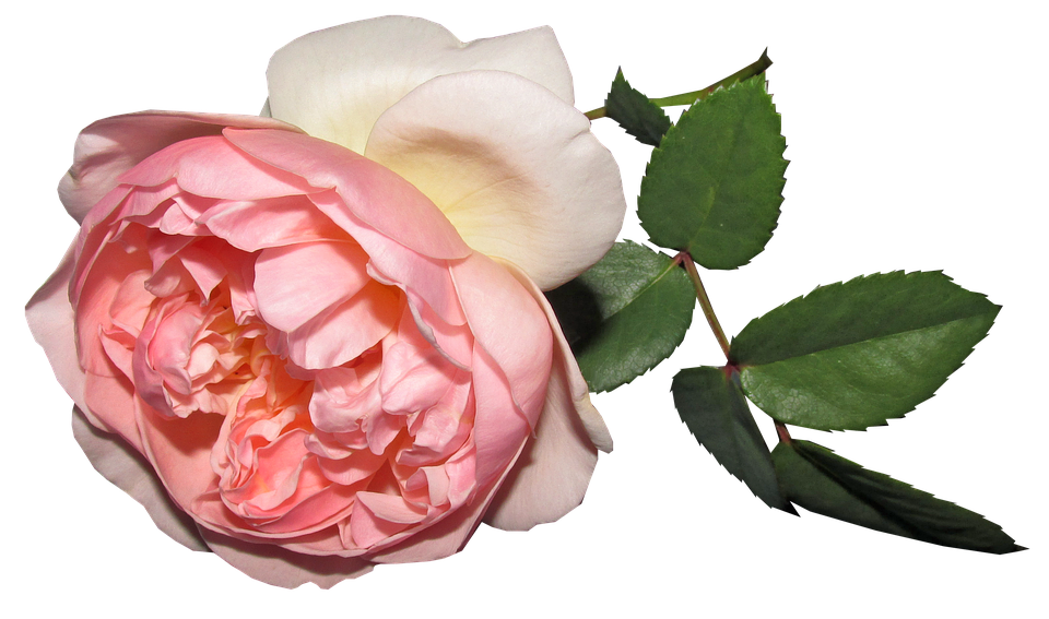 Pink Rose Transparent Background