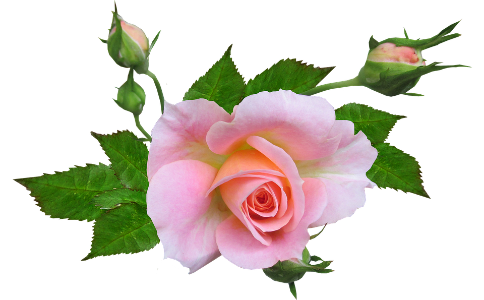 Pink Rose Transparent Background