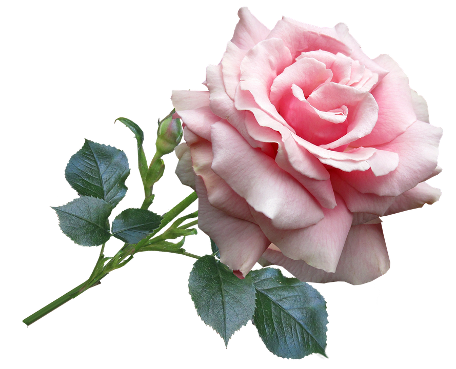 Pink Rose Transparent Background