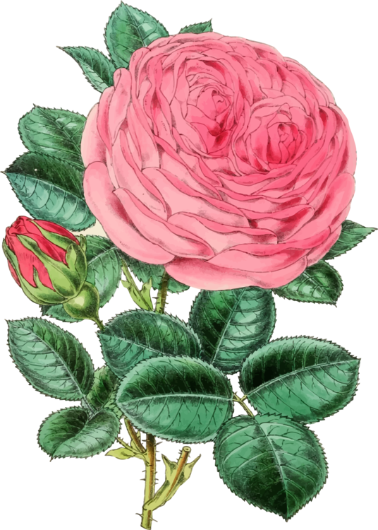 Pink Rose Vector Illustration