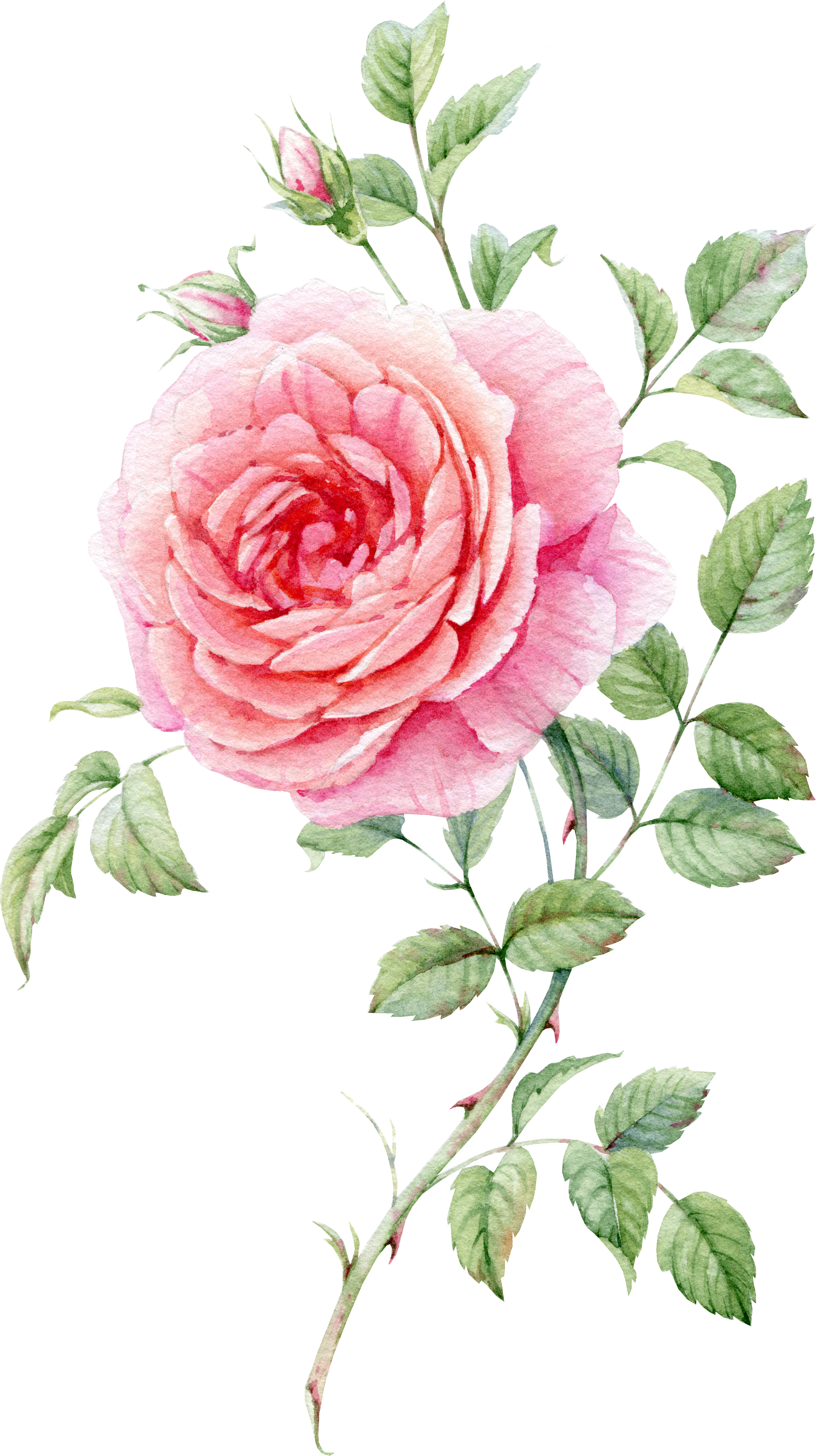 Pink Rose Watercolor Artwork