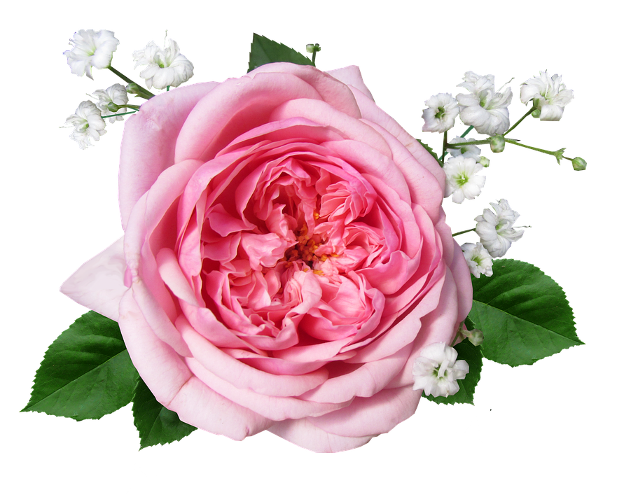 Pink Roseand Baby's Breath Floral Arrangement.png