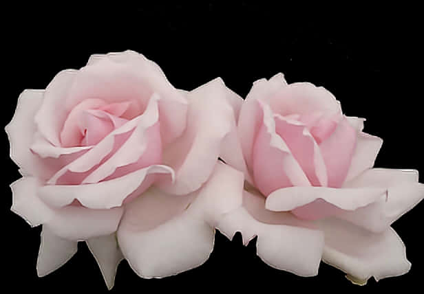 Pink Roses Black Background