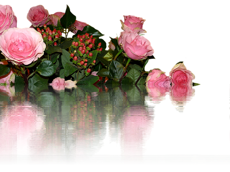 Pink Roses Reflection Water