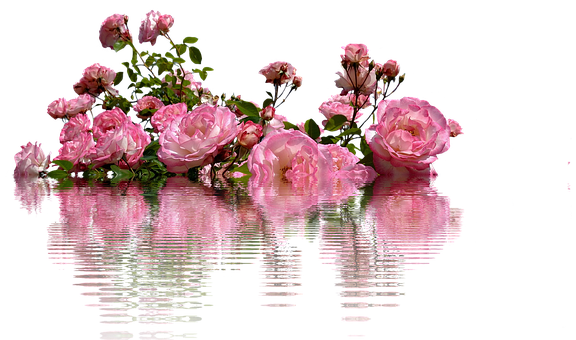 Pink Roses Reflection Water