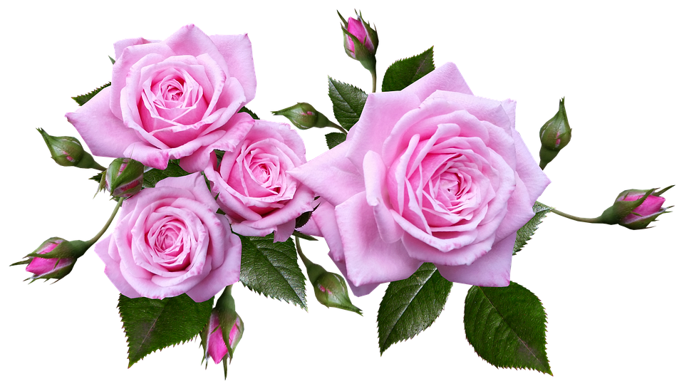 Pink Roses Transparent Background