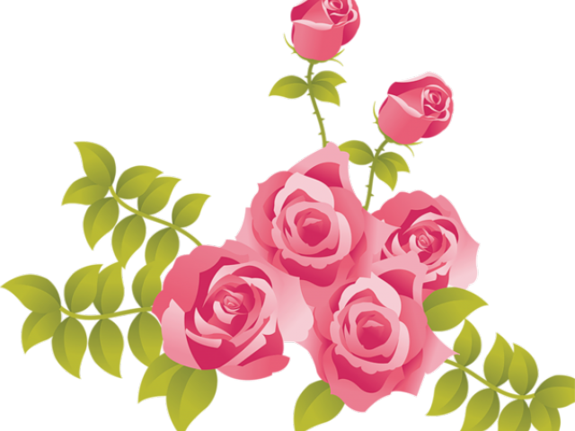 Pink_ Roses_ Vector_ Illustration