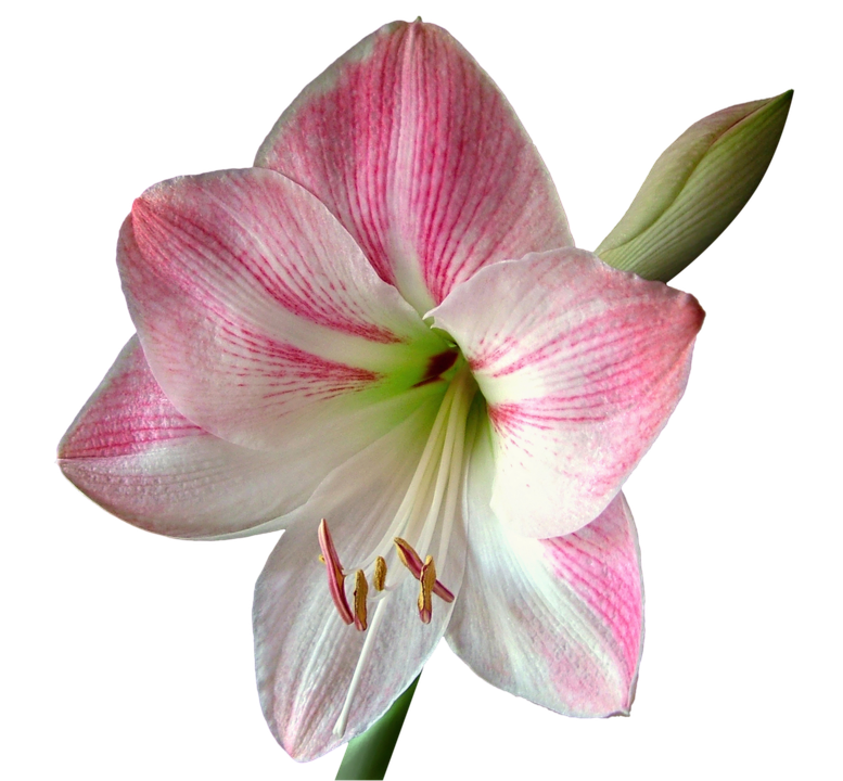 Pink Striped Amaryllis Flower